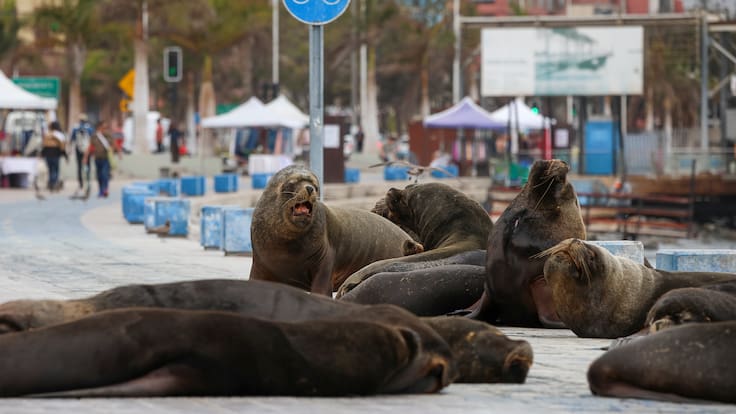 Diputado denuncia ataques contra lobos marinos en Antofagasta y rechaza sacrificio: “Ninguna medida puede quitarles la vida”