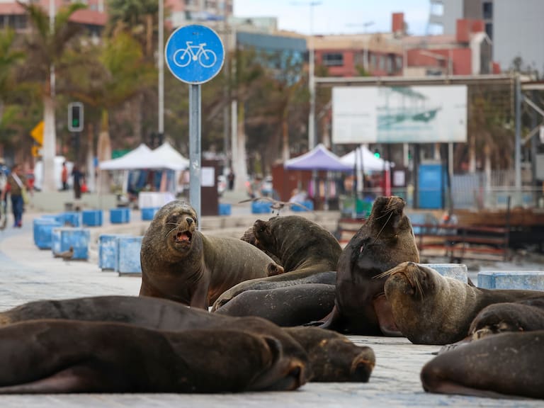 20 DE JULIO DE 2026 / ANTOFAGASTALobos marinos permanecen en el borde costero llamando la atención transeúntes que circulan por el sector.
FOTO: CRISTOFER DEVIA / UNO NOTICIAS