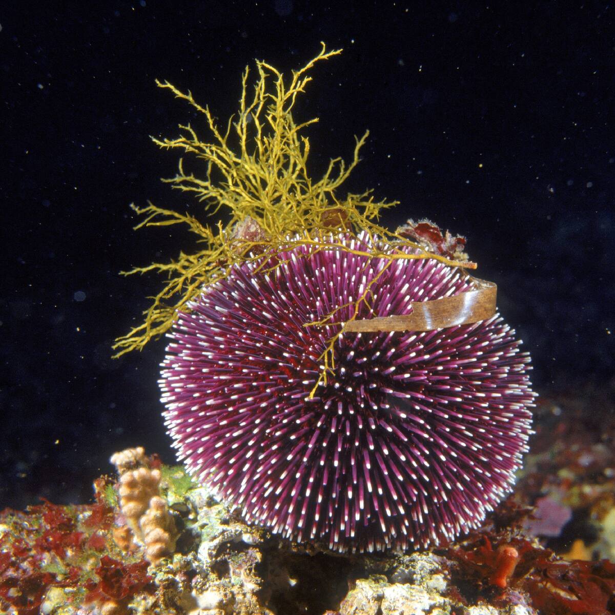 Descubren animal que es casi puro cerebro: así funciona su increíble sistema nervioso