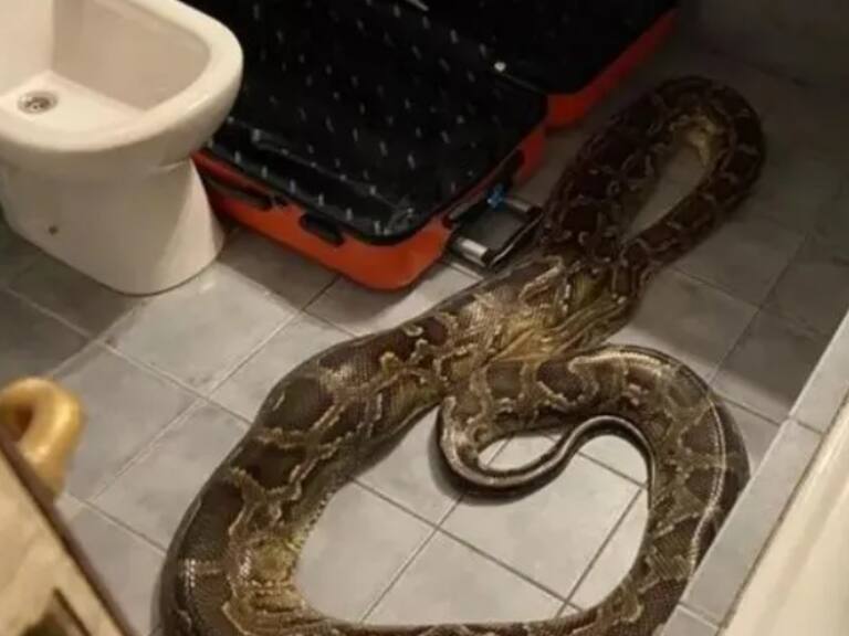 Personal de limpieza de hotel argentino se llevó una gran sorpresa cuando encontraron una pitón en el baño de una habitación
