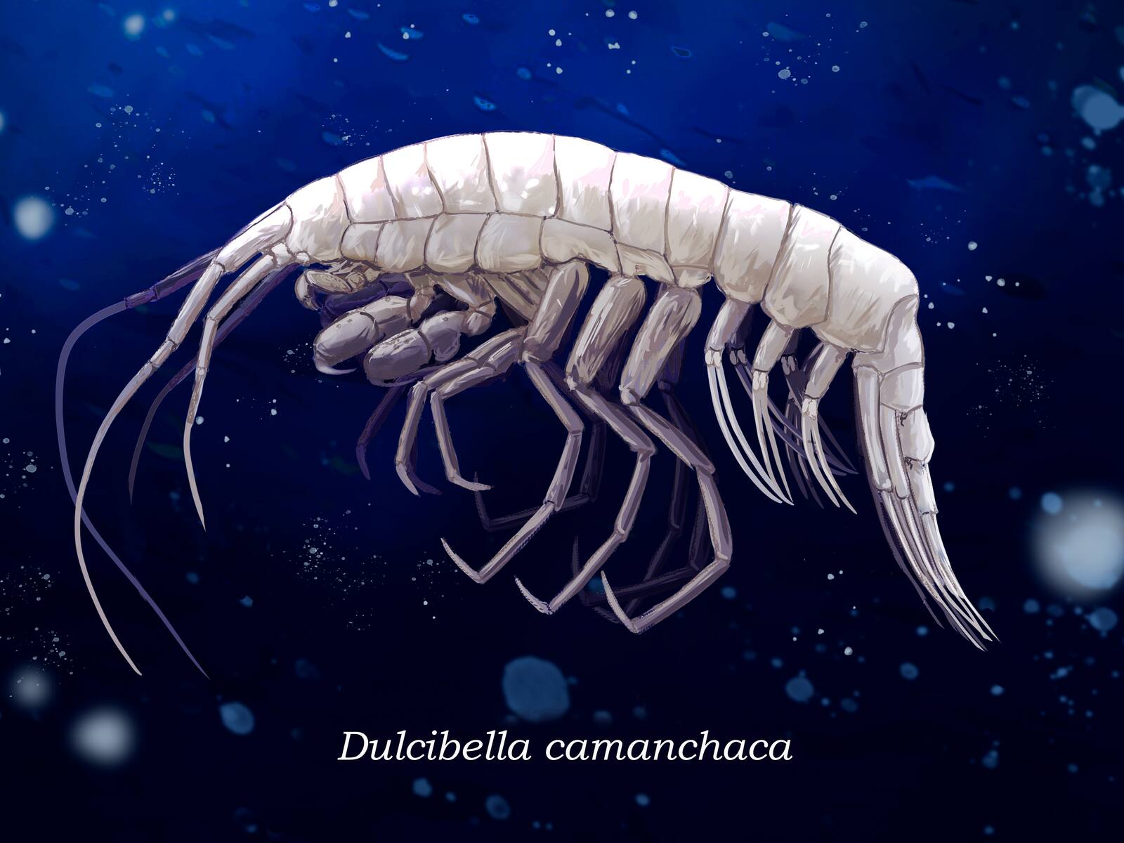 Científicos descubren un nuevo depredador oceánico en Chile: así luce la especie ubicada en la Fosa de Atacama | ADN Radio