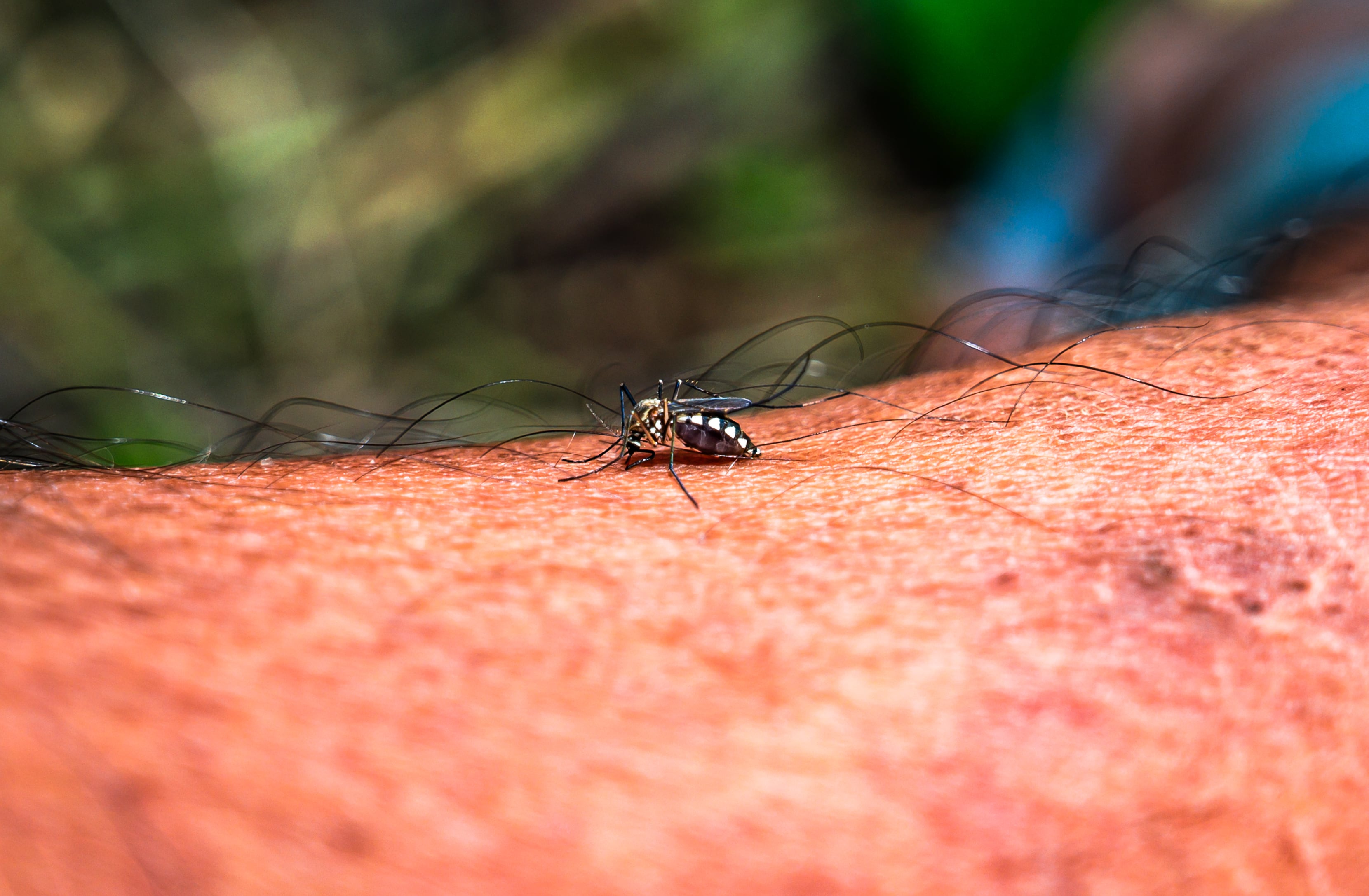 Mosquito Aedes aegypti