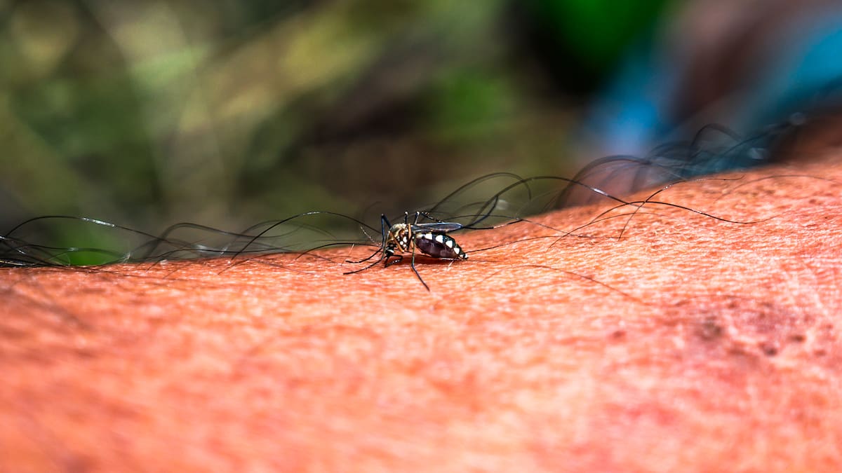 Detectan mosquito Aedes aegypti en 20 puntos de Antofagasta: refuerzan medidas preventivas ante visitas a cementerios