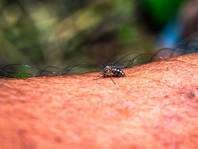 Mosquito Aedes aegypti