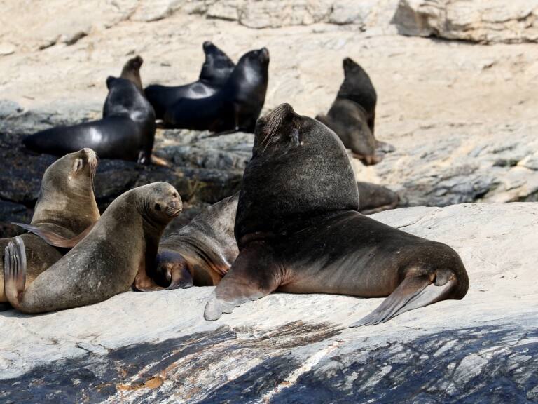 Influenza aviar: Sernapesca confirma primer caso en lobo marino en la región de Valparaíso
