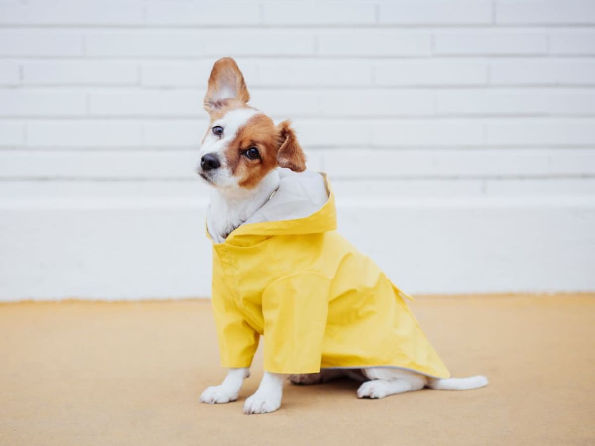 ¿Hay que abrigar a los perros? Esto recomiendan veterinarios para prevenir resfríos en mascotas