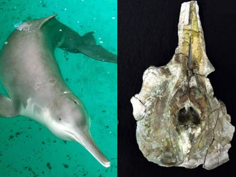 El ejemplar más antiguo hasta ahora: fósiles de delfín baiji hallados en Japón tienen más de 11 millones de años