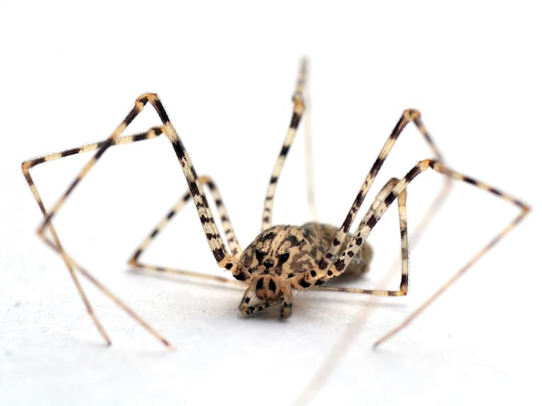 Cómo identificar (y cuidar) a la araña tigre, depredador natural de la araña de rincón