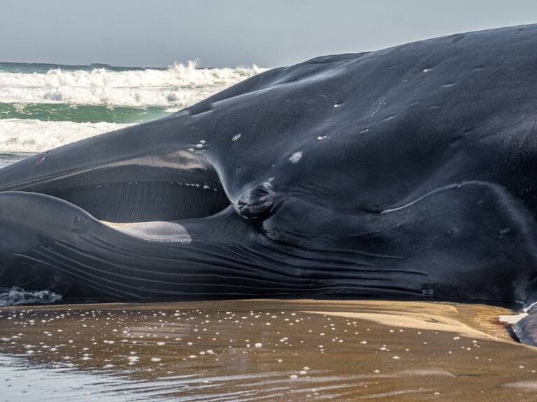 Sernapesca realiza intenso operativo tras varamiento de ballena fin en playa Huentelauquén