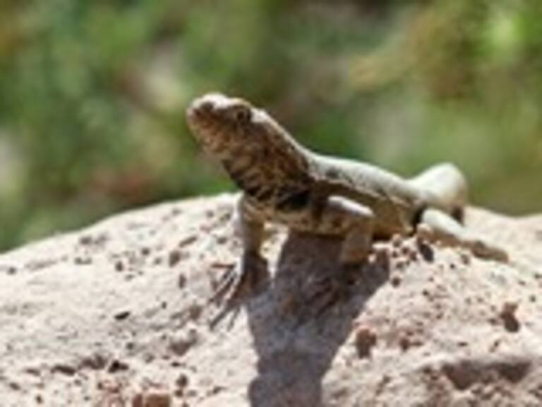 Cuadrípedos vertebrados habrían regenerado partes de su cuerpo