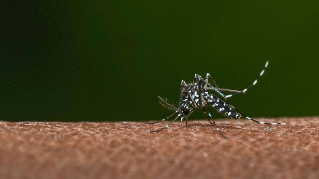 Infectólogo asegura que es “fundamental” mantener aislados los casos de dengue en Chile