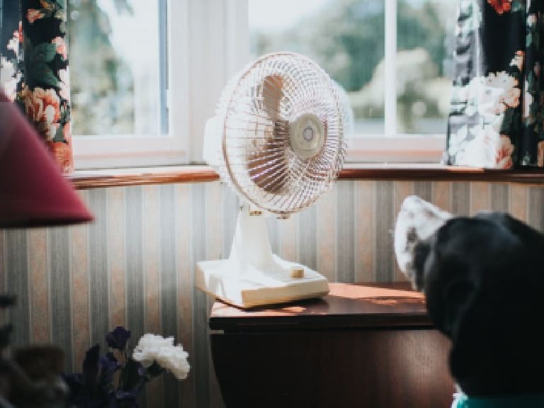 Cómo proteger a tu mascota de las altas temperaturas y la radiación solar