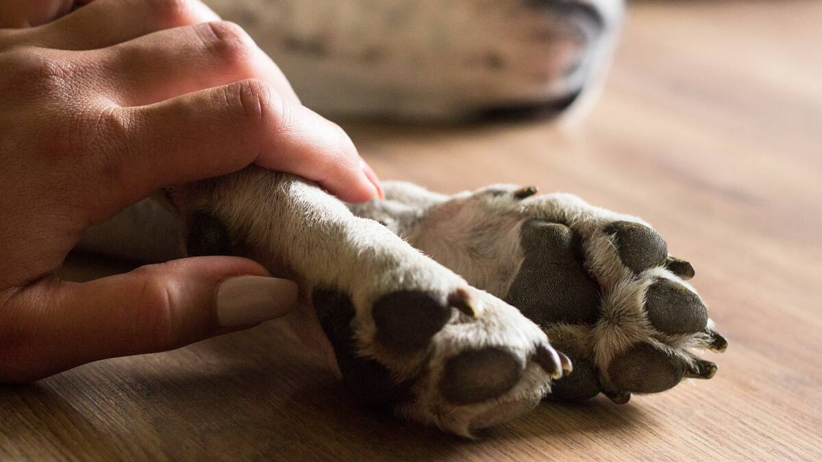 Buscan hogar temporal para perrito rescatado de incendios: su familia no quiso recibirlo
