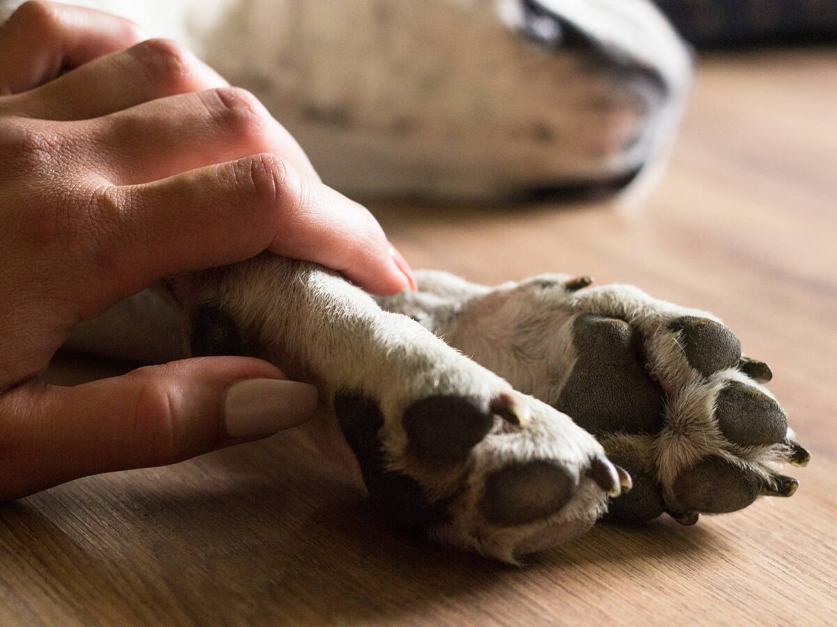 “Si el amor es real, el dolor también lo es”: la experta que valida el duelo por una mascota