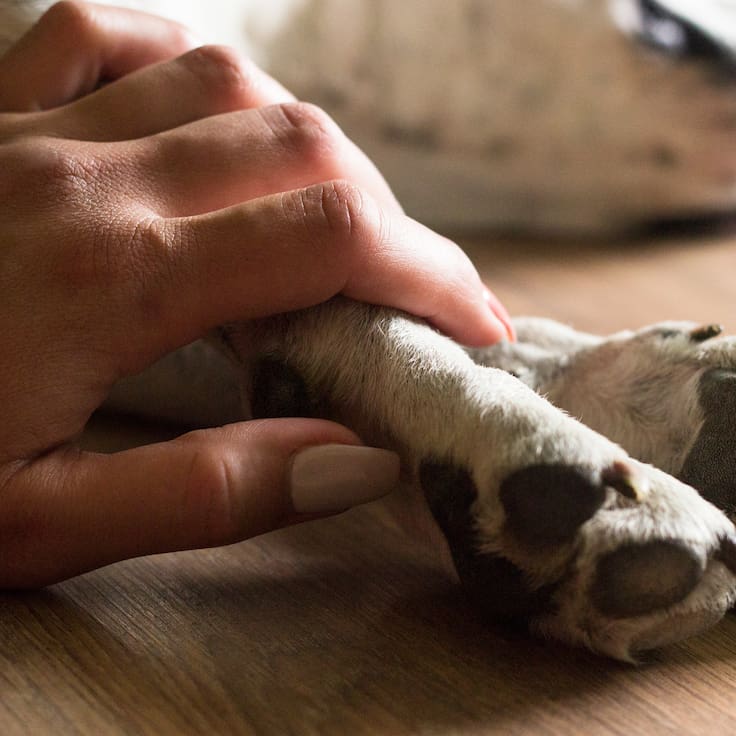 Una veterinaria le quito su perro a un hombre en situación de calle: deberá pasar 10 días en la cárcel
