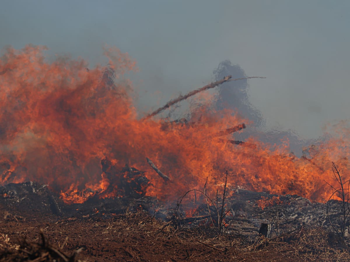Senapred declara Alerta Roja en Nueva Imperial por incendio forestal cercano a viviendas: ha consumido 100 hectáreas