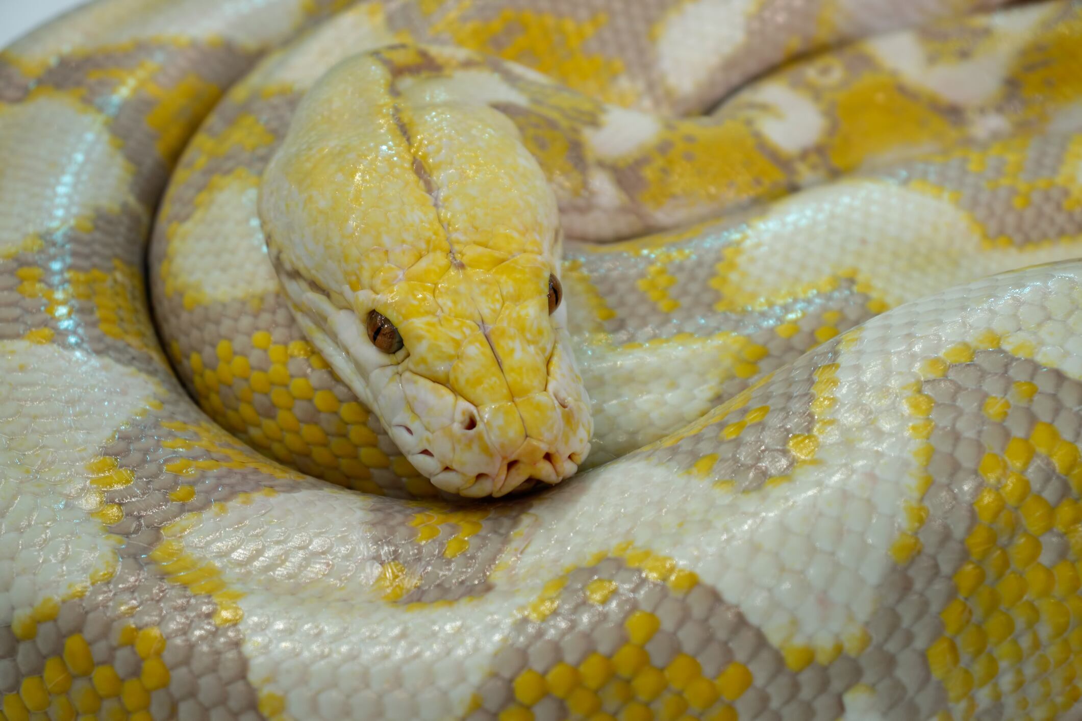 Close-up Golden boa beautiful big snake