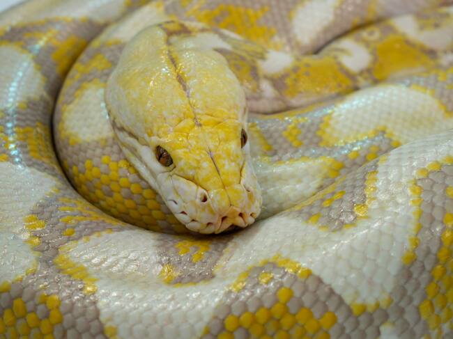 Close-up Golden boa beautiful big snake
