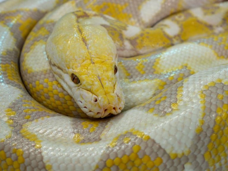 Close-up Golden boa beautiful big snake