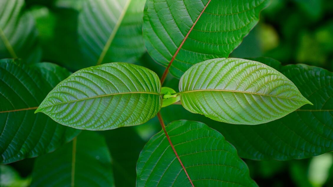 Mitragyna speciosa (Getty Images)