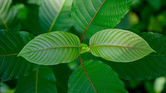 Mitragyna speciosa (Getty Images)