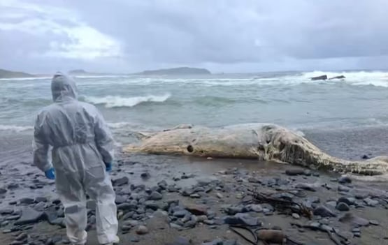 Ballena aparece varada con cuerdas atadas al cuerpo en Los Muermos