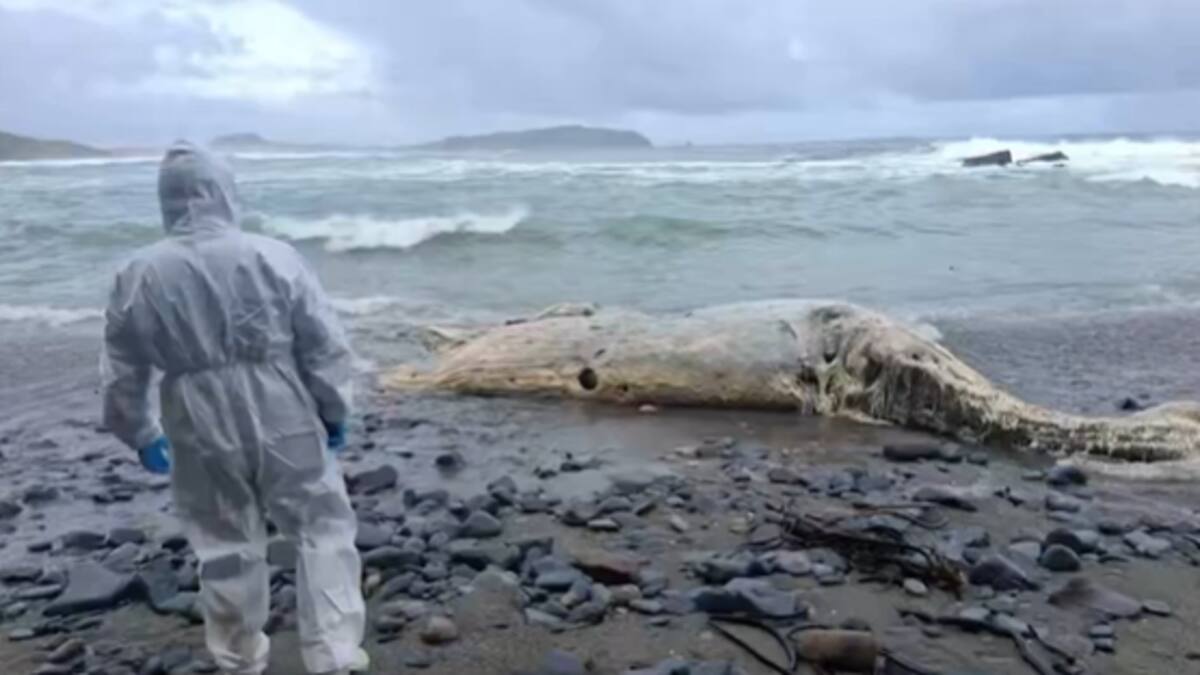 Sernapesca denunciará hallazgo: ballena aparece varada con cuerdas atadas al cuerpo en Los Muermos