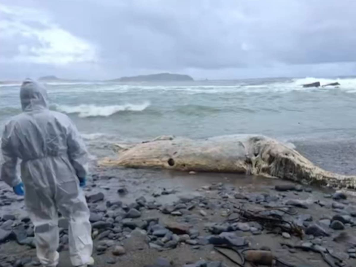 Sernapesca denunciará hallazgo: ballena aparece varada con cuerdas atadas al cuerpo en Los Muermos