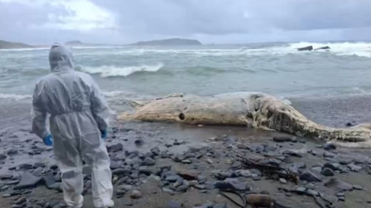 Ballena aparece varada con cuerdas atadas al cuerpo en Los Muermos