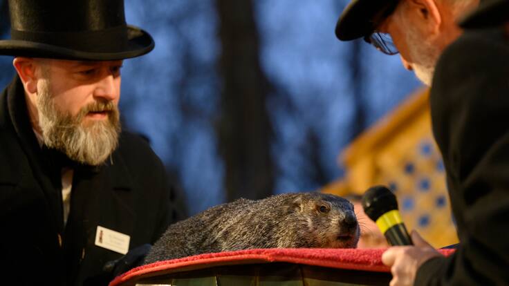 Día de la marmota: Phill no vio su sombra y predijo una primavera anticipada en Estados Unidos
