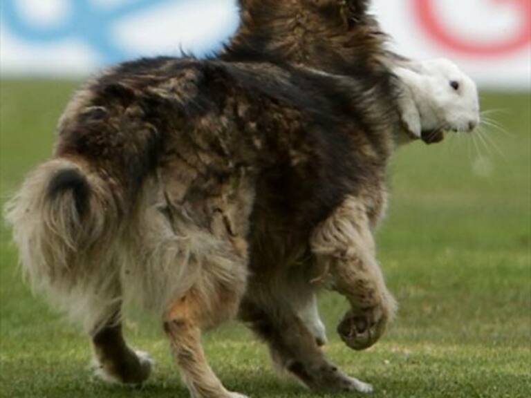 De no creer: Un perro cazó a un conejo en pleno partido de Huachipato y la U.de Conce