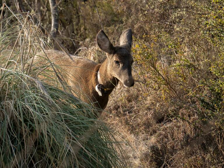 Reserva Huilo Huilo inicia construcción de su primer Centro de Rescate de Fauna Silvestre