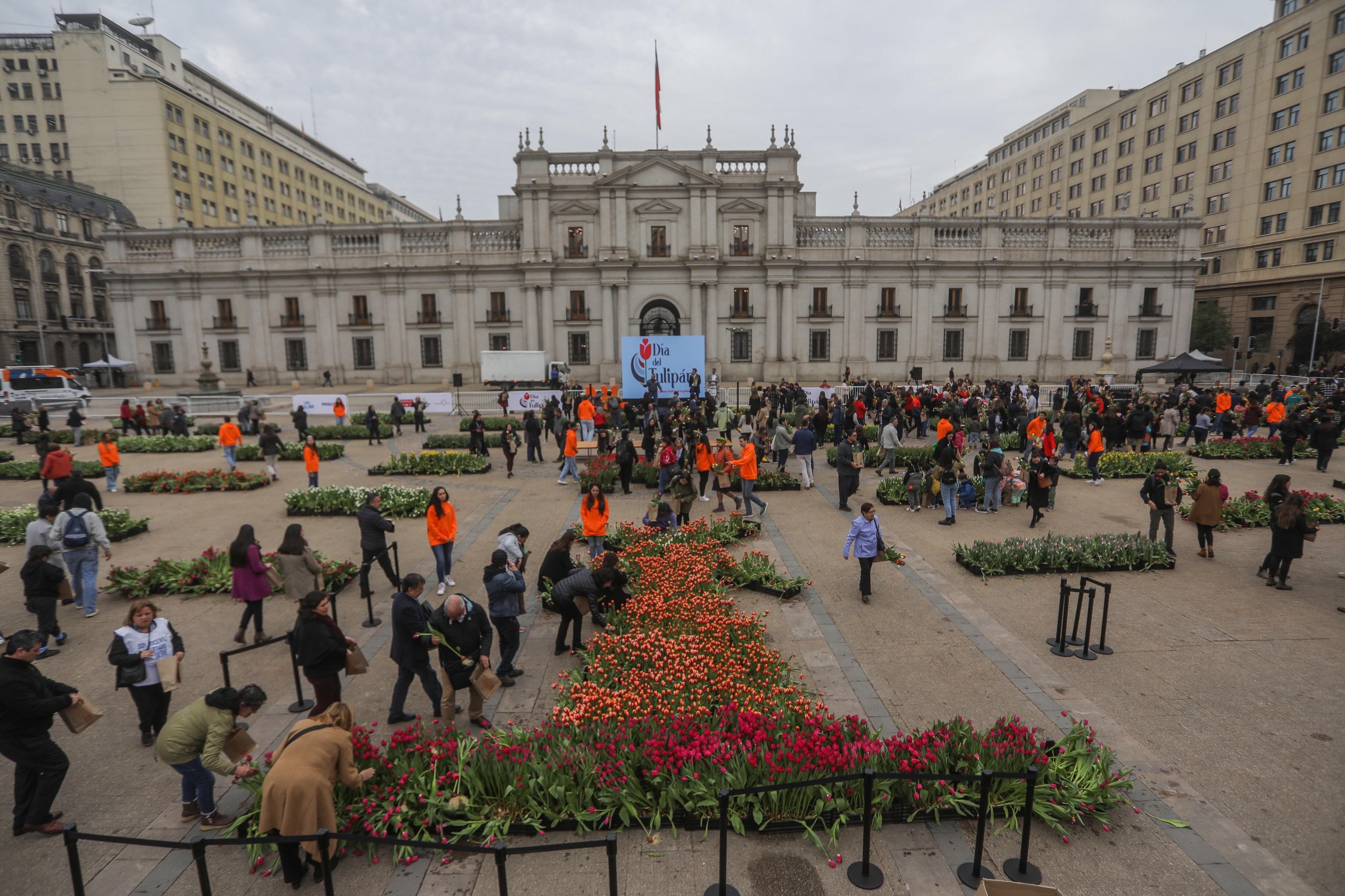 Día del Tulipán en Chile