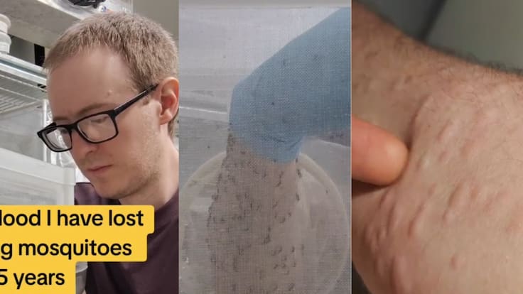 ¿Te dejarías picar por cientos de mosquitos? Las imágenes que sorprenden por su increíble explicación