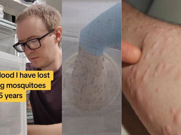 ¿Te dejarías picar por cientos de mosquitos? Las imágenes que sorprenden por su increíble explicación