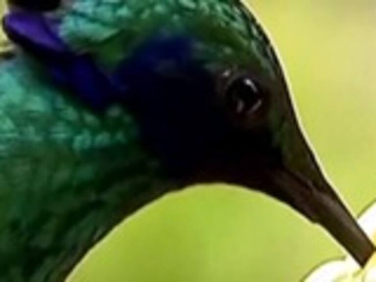 ¿Por qué a los pájaros no les salen canas?