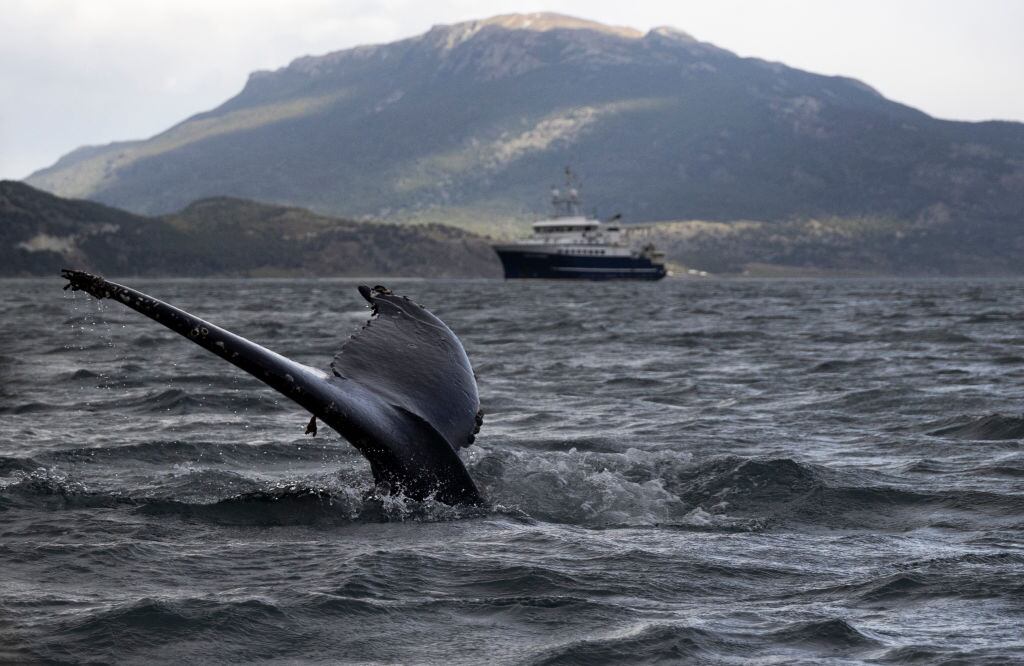 Ballenas en Chile