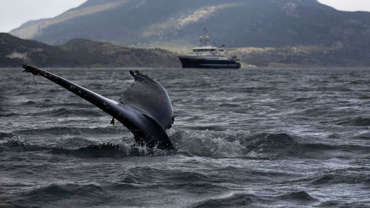 Estudio revela que Chile lidera la mortalidad de ballenas por choques con embarcaciones en la última década