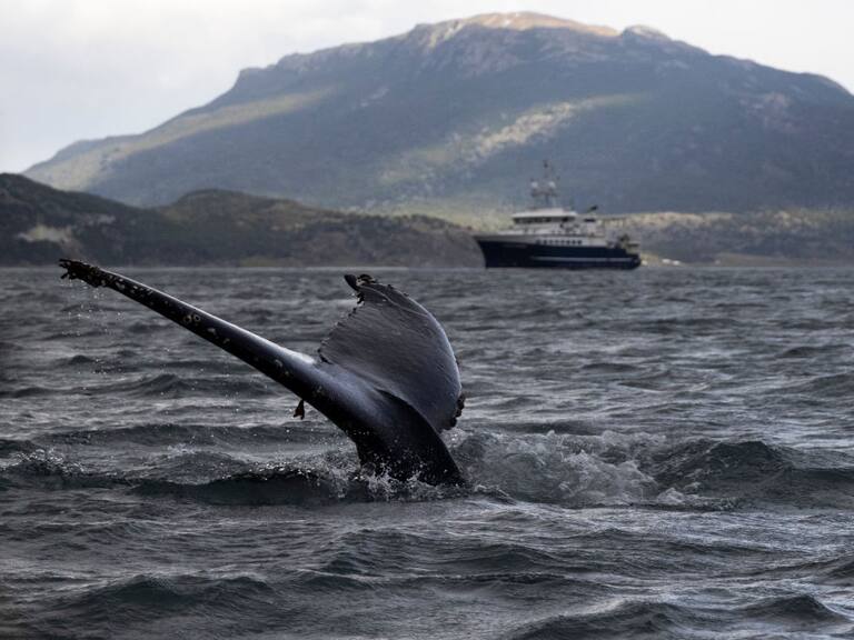 Ballenas en Chile