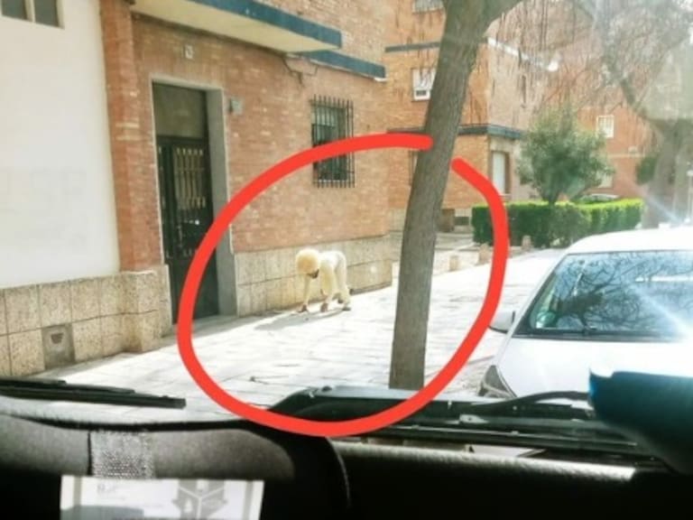 Insólito: Hombre se disfrazó de perro para violar la cuarentena por coronavirus en España