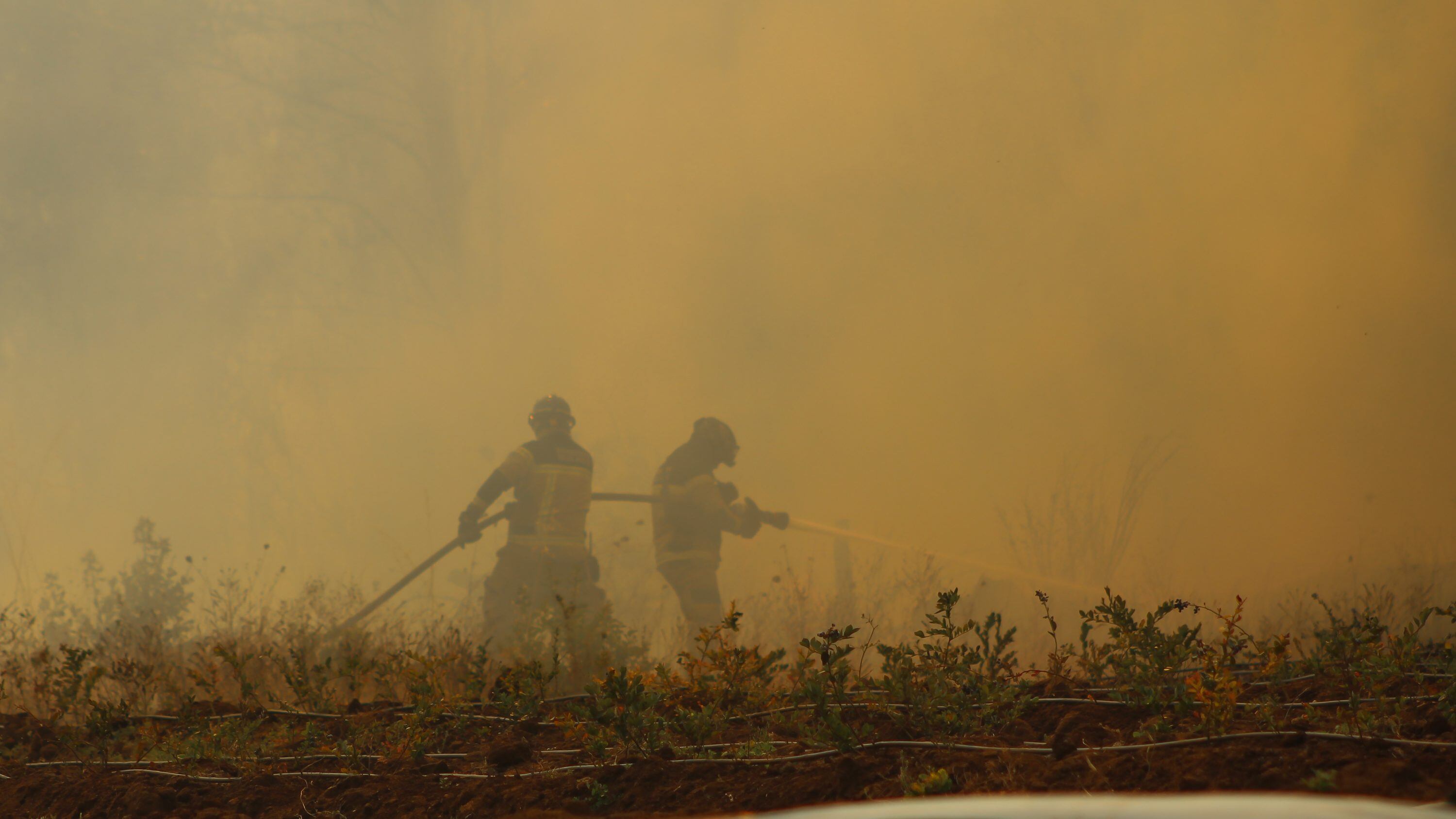 28 de Diciembre 2021/ CHILLAN.
Bomberos de Ñuble combaten foco de incendio que amenaza con destruir un huerto de Berries emplazado en el sector Perales de la comuna de Quillón, en el marco del siniestro que consume más de 2100 hectáreas en la Región de Ñuble.
FOTO: JOSÉ CAMPOS / AGENCIA UNO