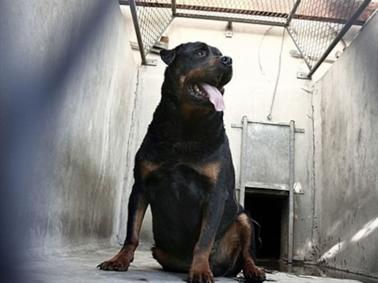 Arresto domiciliario nocturno y firma mensual para dueña de perros rottweiler que mataron a anciana