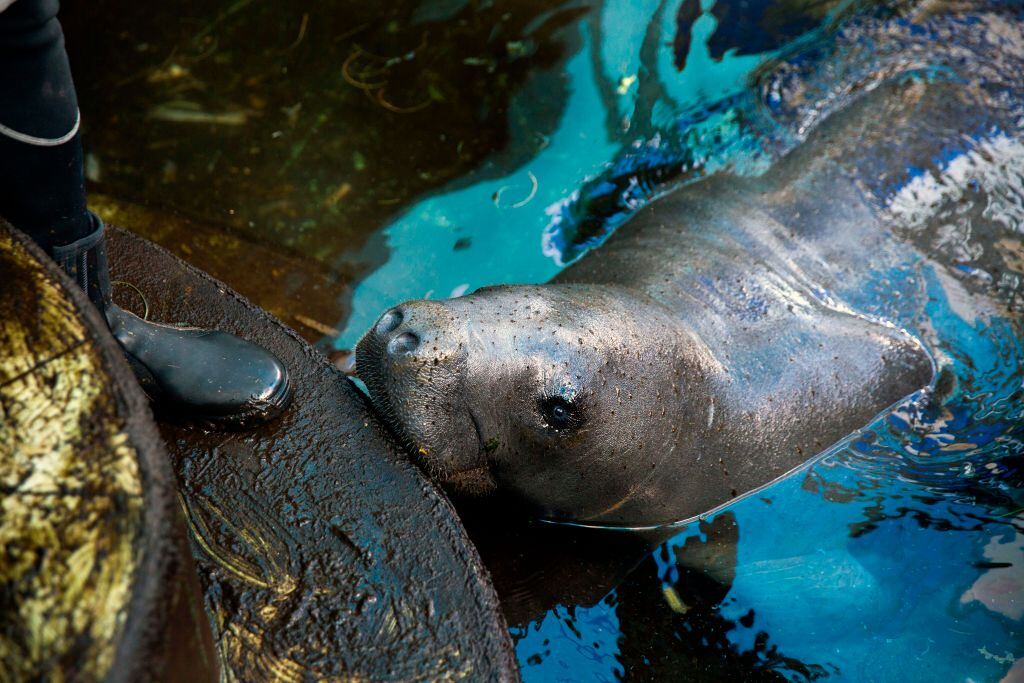 A manatee which is undergoing an adaptation process before being returned to its natural habitat, is seen at the National Aquarium in Santo Domingo, on October 28, 2020. - Three manatees, Pepe, Lupe and Juanita, are having their feeding habits changed and undergoing constant health controls before being released into the Caribbean Sea after living for years in captivity. (Photo by Erika SANTELICES / AFP) (Photo by ERIKA SANTELICES/afp/AFP via Getty Images)