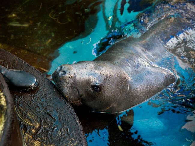 A manatee which is undergoing an adaptation process before being returned to its natural habitat, is seen at the National Aquarium in Santo Domingo, on October 28, 2020. - Three manatees, Pepe, Lupe and Juanita, are having their feeding habits changed and undergoing constant health controls before being released into the Caribbean Sea after living for years in captivity. (Photo by Erika SANTELICES / AFP) (Photo by ERIKA SANTELICES/afp/AFP via Getty Images)