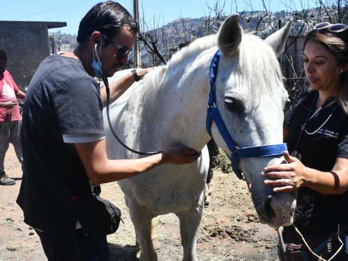 Ministerio de Agricultura anuncian $3.400 millones más para alimentación animal en zonas afectadas por incendios forestales
