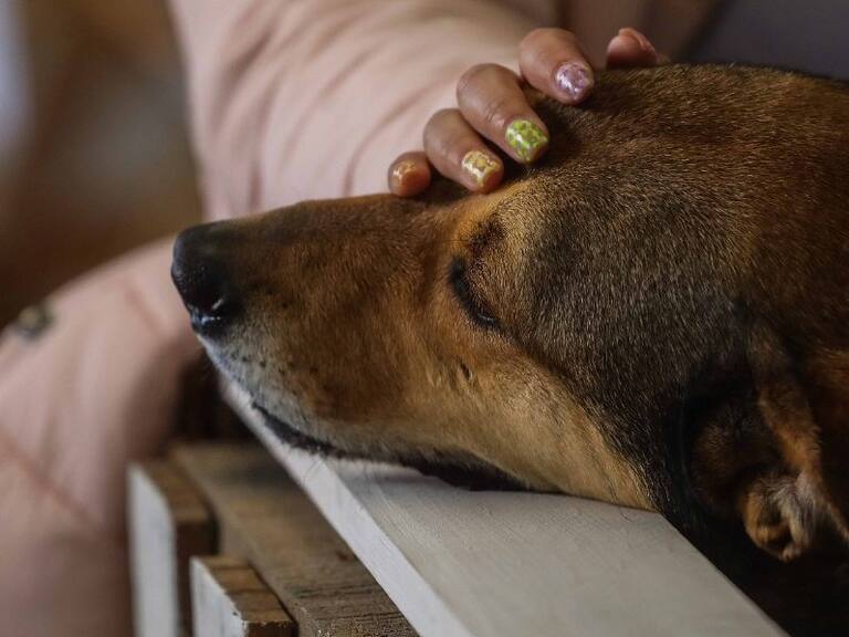 Encontraron sacos con restos de perros: municipio de Lo Prado se querella por maltrato animal