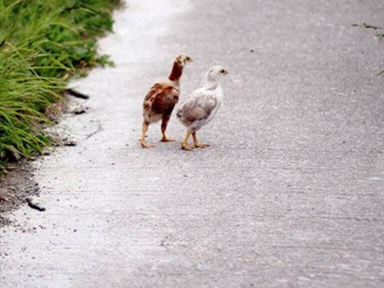 Unas 200 toneladas de pollo de frigorífico brasileño investigado ingresó al país