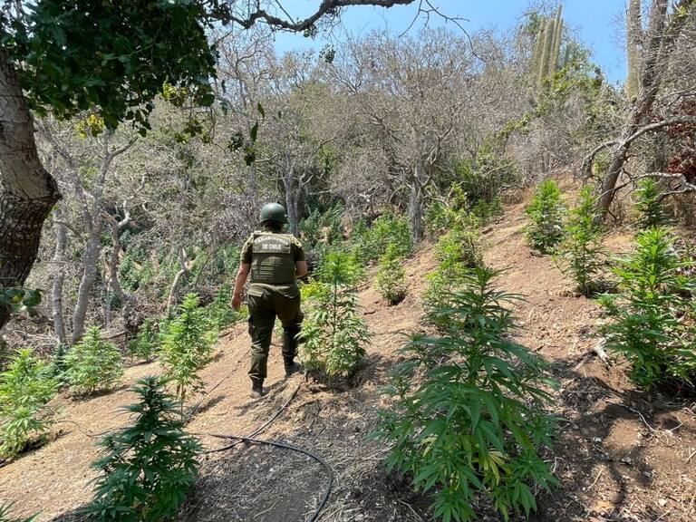 Valparaíso: Carabineros incauta más de siete mil plantas de marihuana en el sector de Colliguay