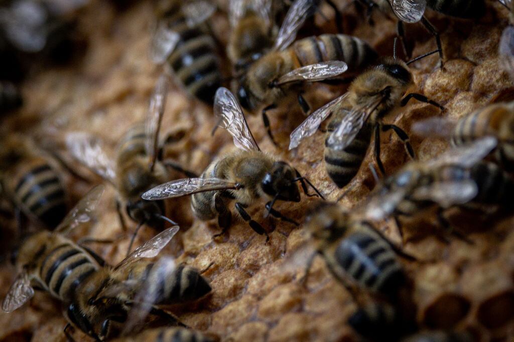 Talca: familia denuncia invasión de abejas en su vivienda y que no recibe ayuda