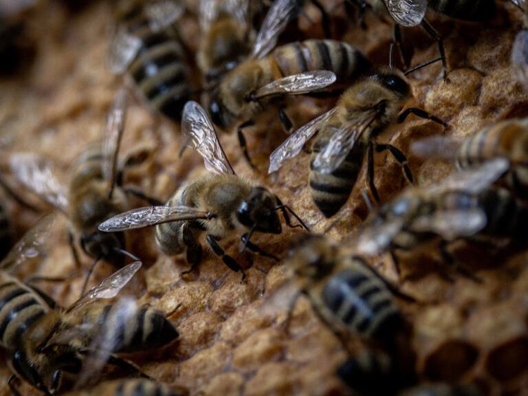 Talca: familia denuncia invasión de abejas en su vivienda y que no recibe ayuda